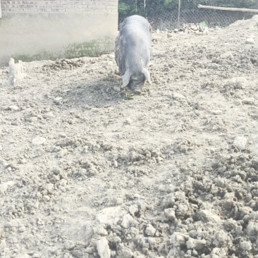 老品种土猪雅南猪濒危品种60年代味道可视频看货