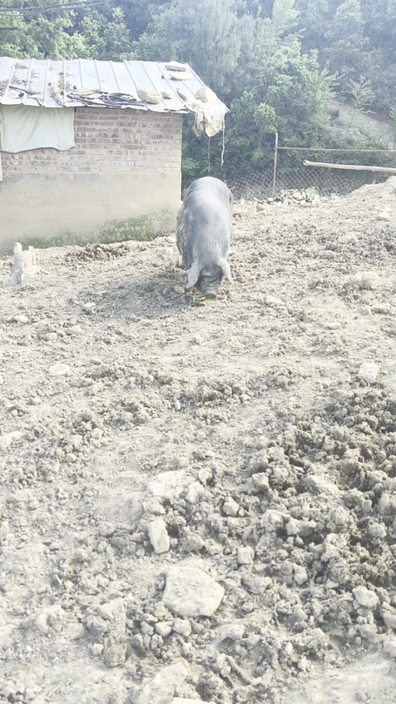 老品种土猪雅南猪濒危品种60年代味道可视频看货