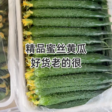 山东黄瓜，鲜花带刺，货多量大价格低，品质有保证
