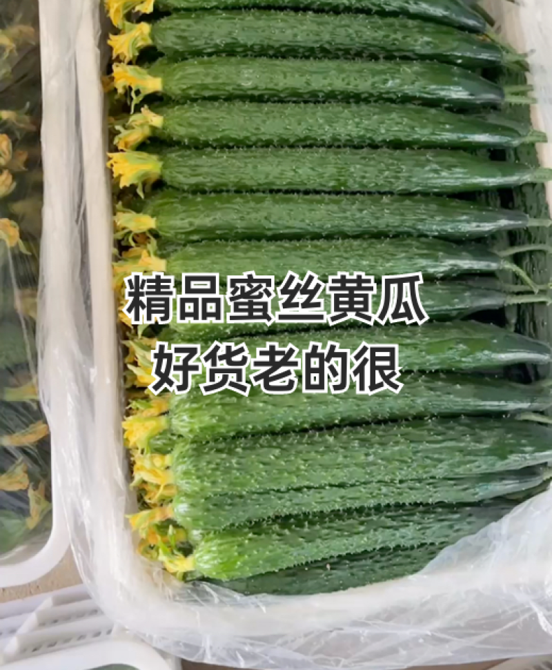 山东黄瓜，鲜花带刺，货多量大价格低，品质有保证