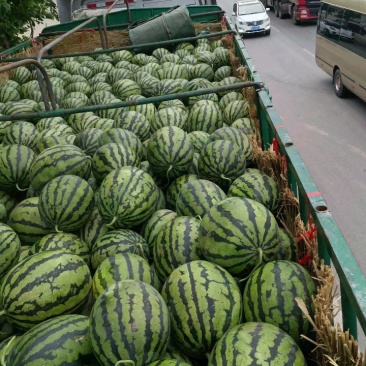 山东大棚甜王西瓜美都无籽的大红沙瓤产地直销