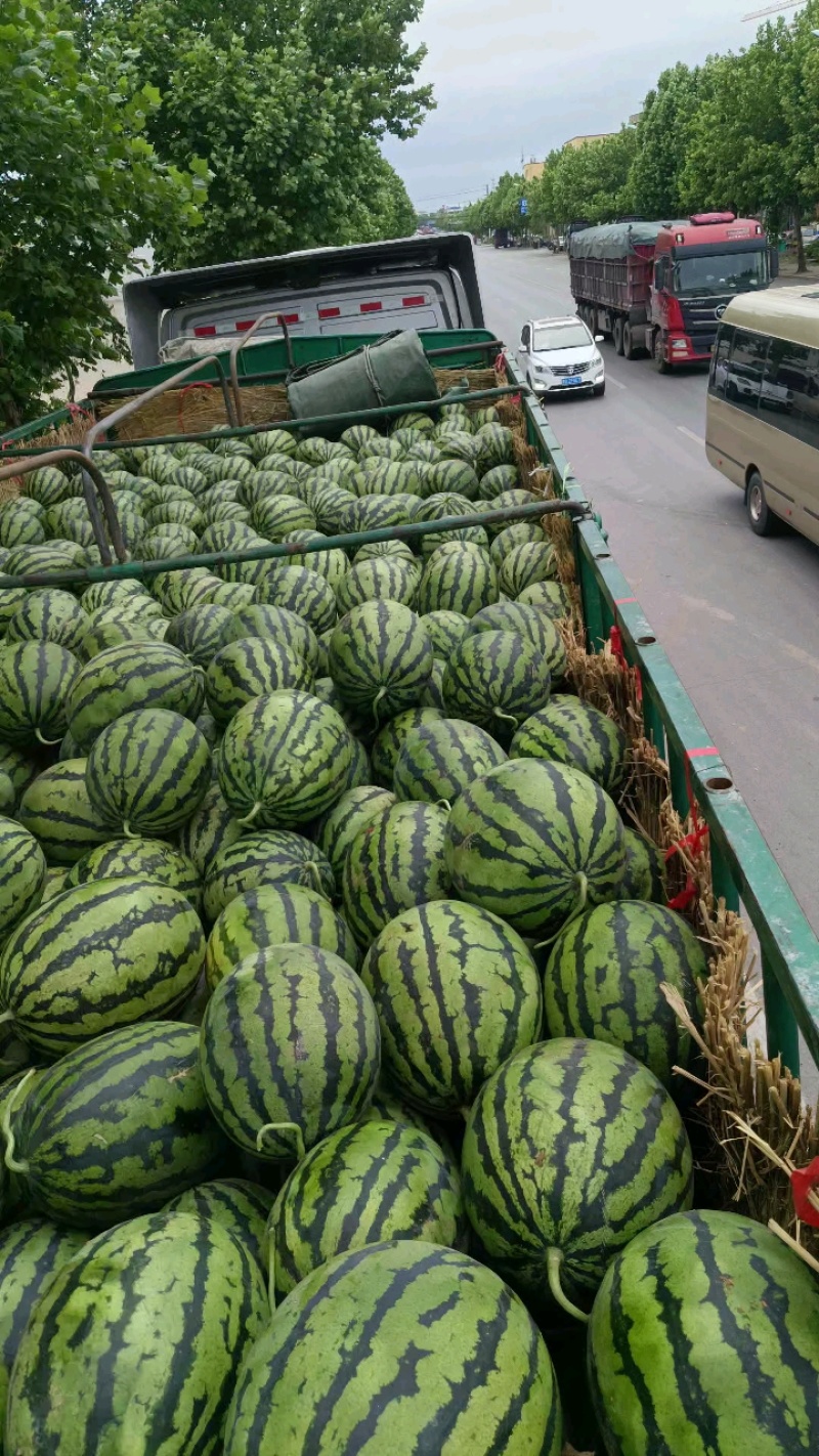 山东大棚甜王西瓜美都无籽的大红沙瓤产地直销