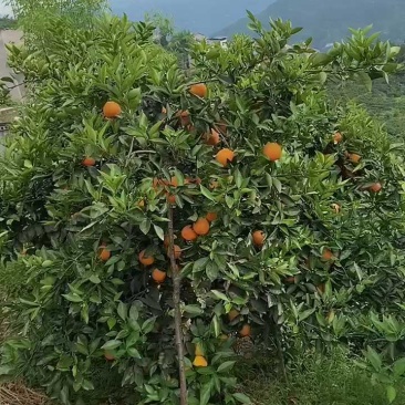 伦晚脐橙个大皮薄果香味浓郁口感甜，果园现看现采