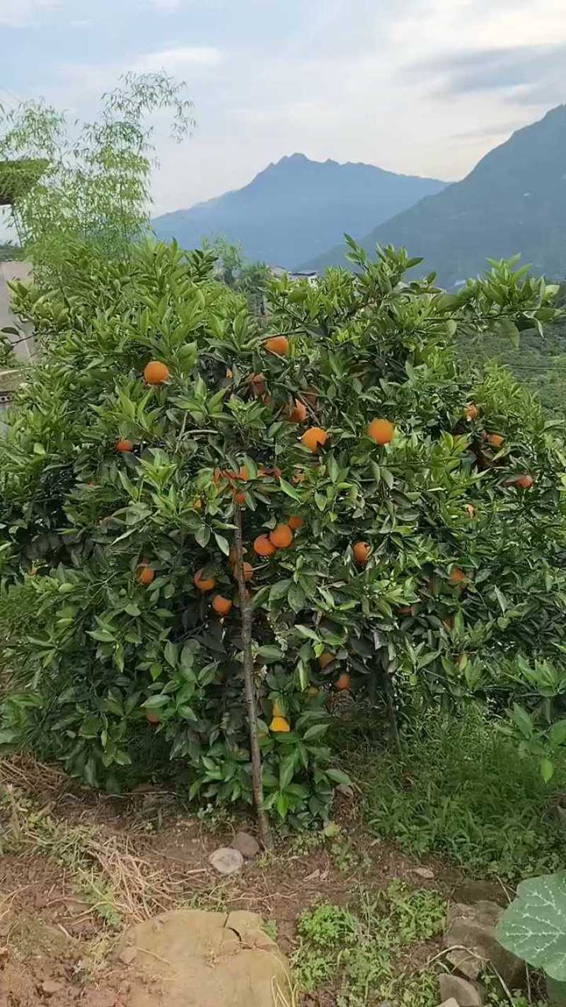 伦晚脐橙个大皮薄果香味浓郁口感甜，果园现看现采