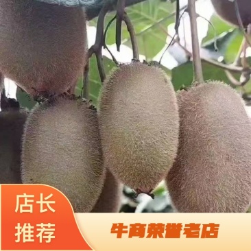 猕猴桃大量购应价格美丽产地直发
