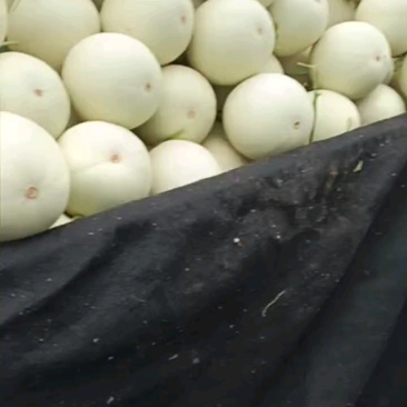 头茬玉菇3000多斤，大个含糖高！