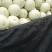 头茬玉菇3000多斤，大个含糖高！