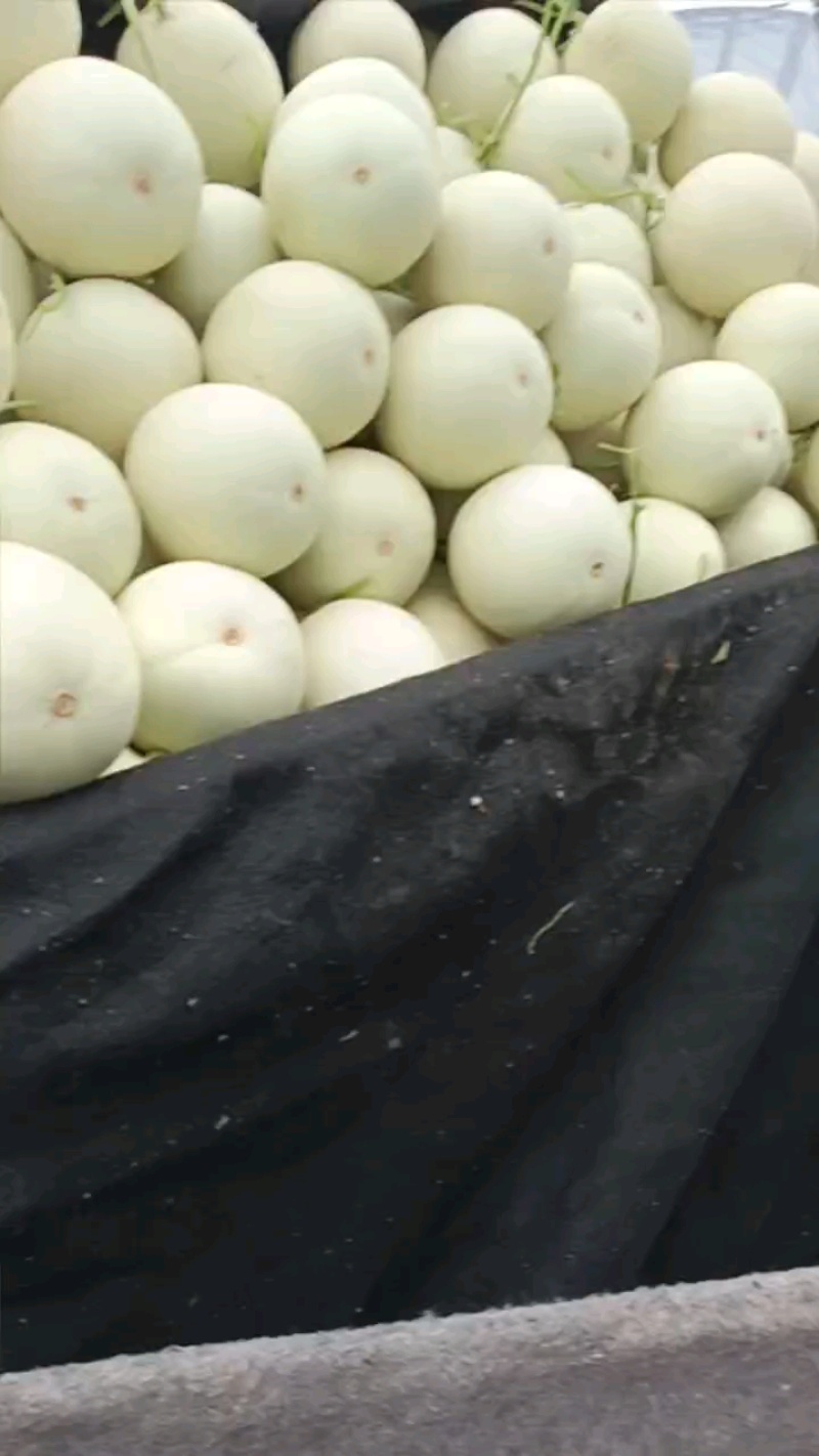 头茬玉菇3000多斤，大个含糖高！