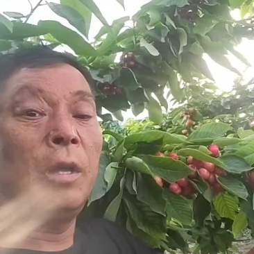 布鲁克斯樱桃脆甜,糖度18.9,陕西渭南大量供应