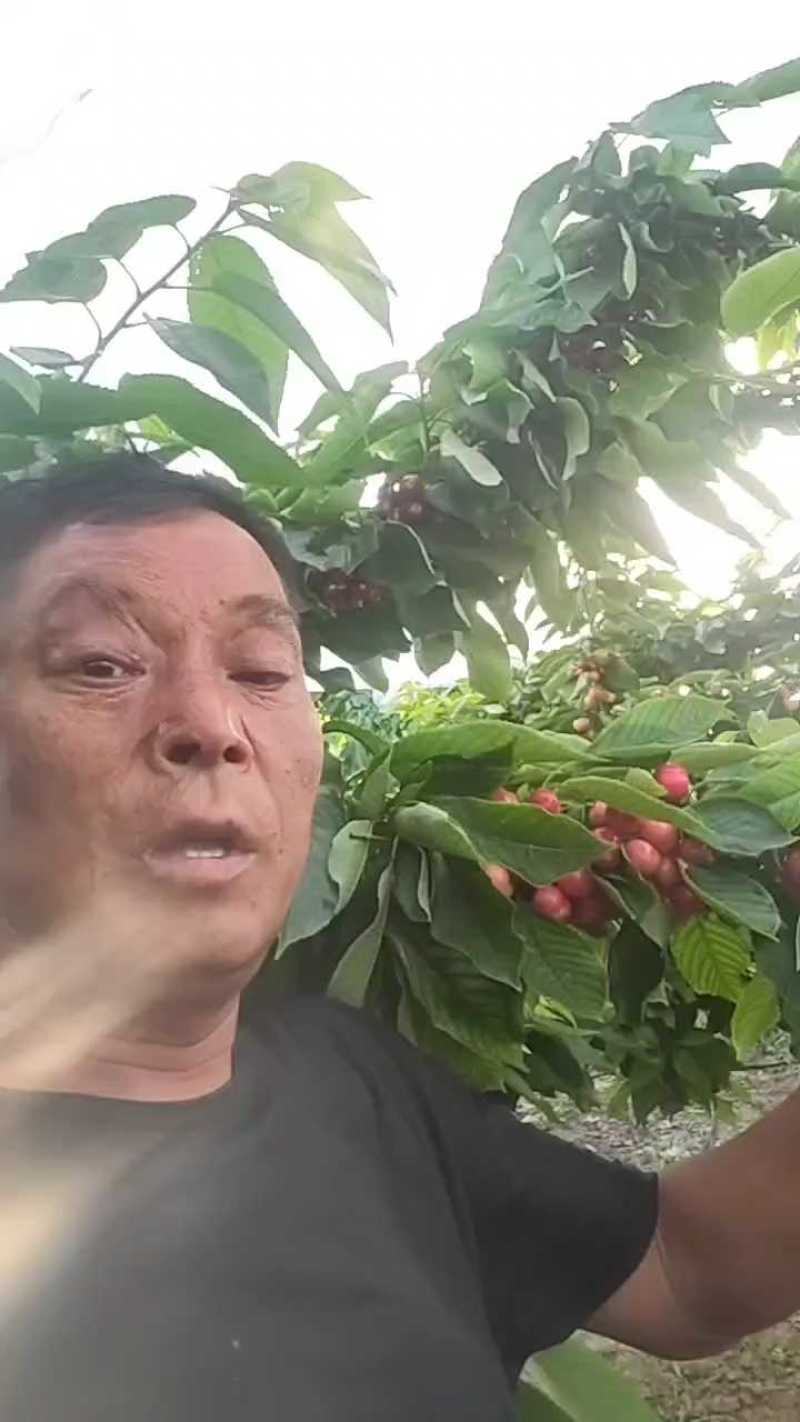 布鲁克斯樱桃脆甜，糖度18.9，陕西渭南大量供应