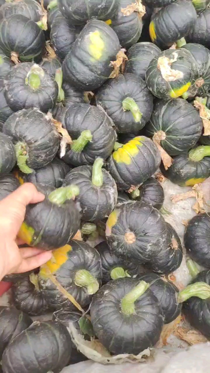 贝贝南瓜，惠和一号贝贝南瓜，麻仔贝贝南瓜