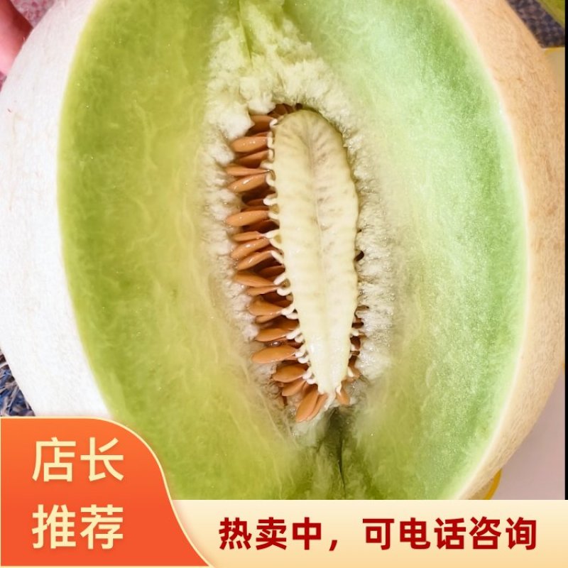 2026安阳滑县产地直发玉菇甜瓜火爆上市中头茬甜瓜货量足