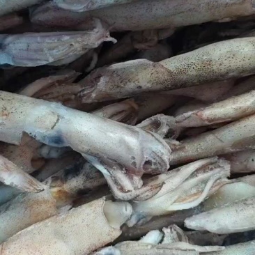 【推荐】单冻笔管鱼对接全国可视频看货欢迎下单咨询