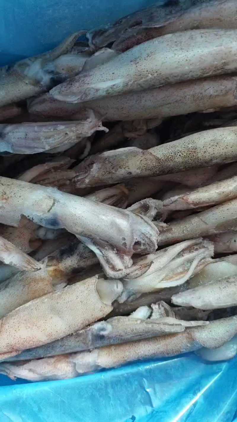 【推荐】单冻笔管鱼对接全国可视频看货欢迎下单咨询