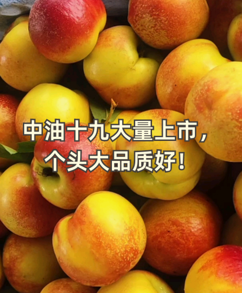 26年新货中油油桃曙光金雷电商市场发全国