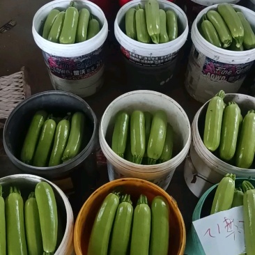 西葫芦山东潍坊绿皮西葫芦大量供应现货主发量大从优