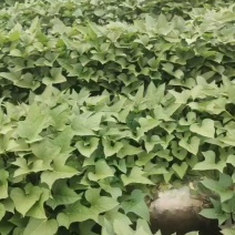红薯苗，产地直供脱毒种植的大田苗质量有保证