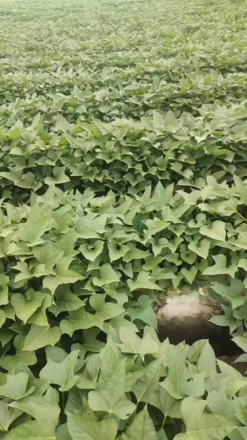 红薯苗，产地直供脱毒种植的大田苗质量有保证