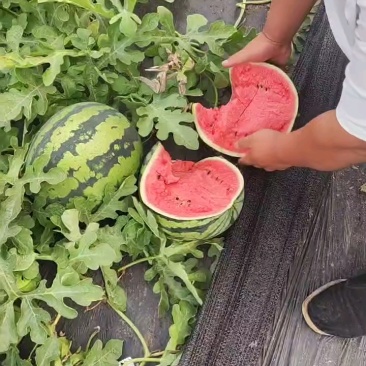 盖州甜王批量上市