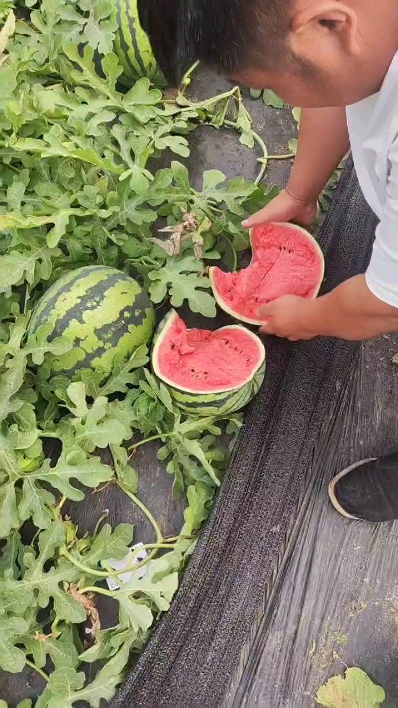 盖州甜王批量上市