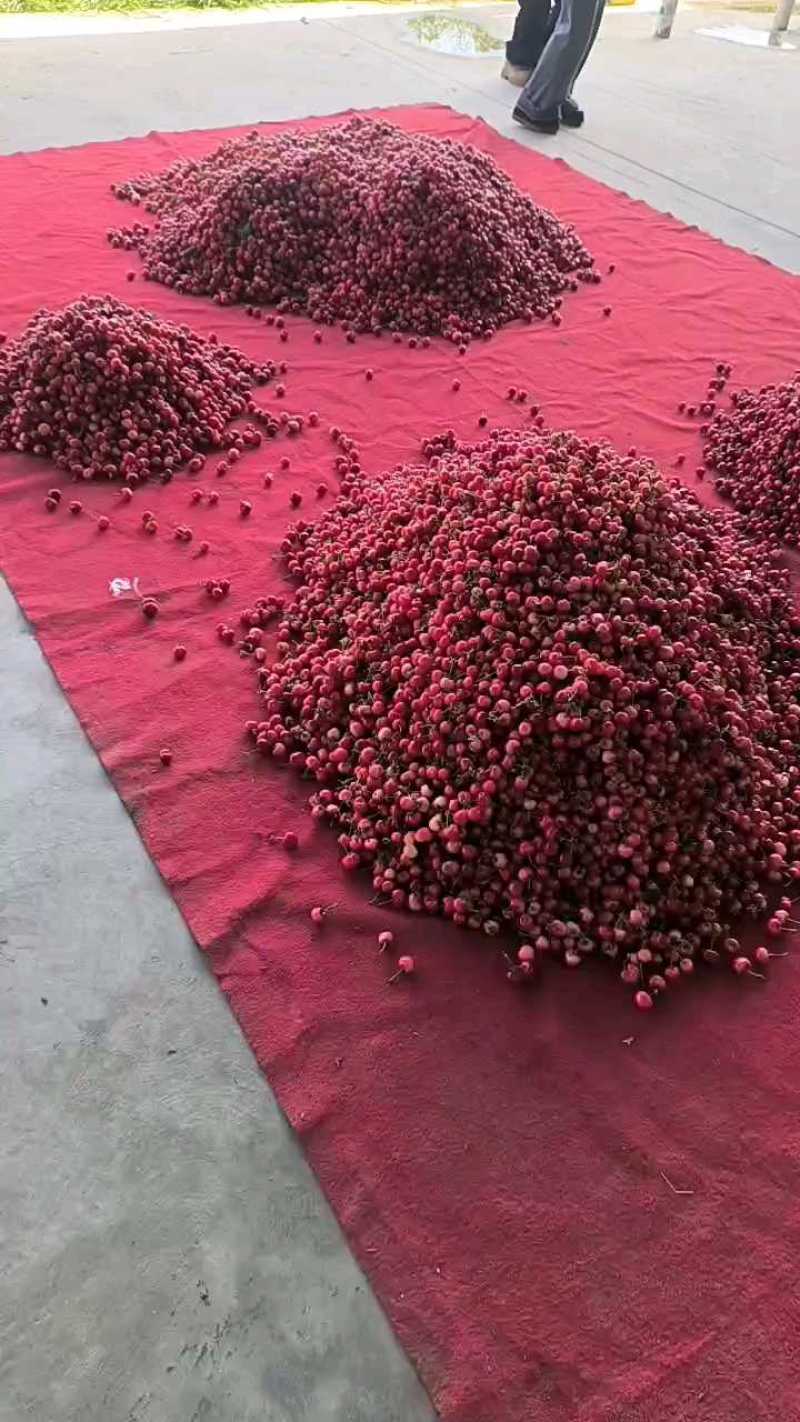 应季樱桃全品种