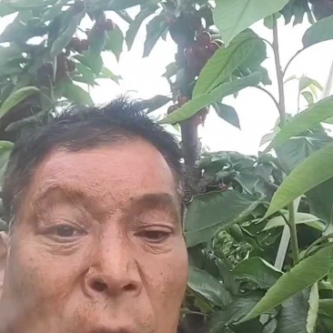 大连暖棚樱桃看货中，量大无过路费