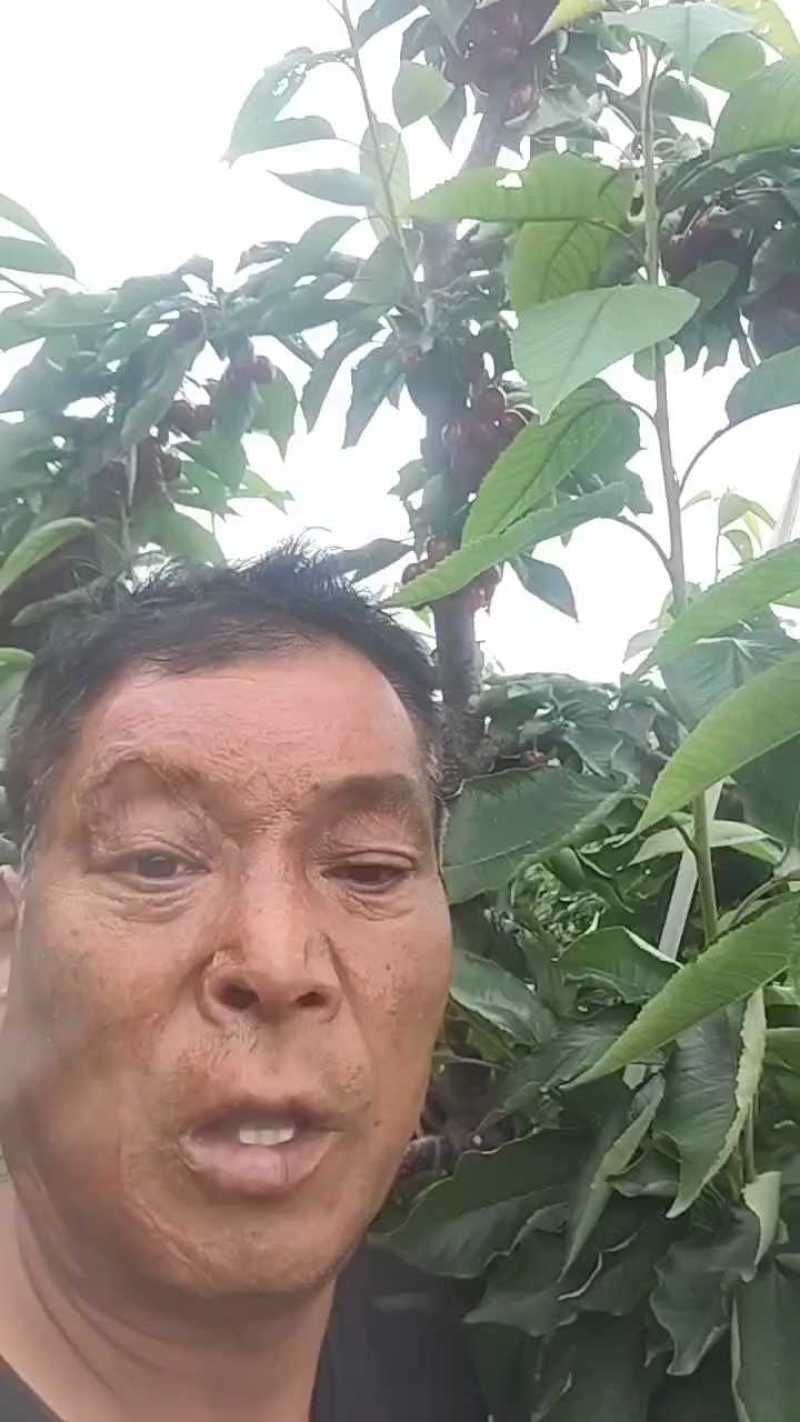 大连暖棚樱桃看货中，量大无过路费