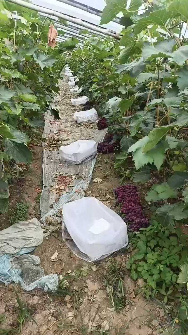 聊城产地克伦生一级果，雨中正常收货。