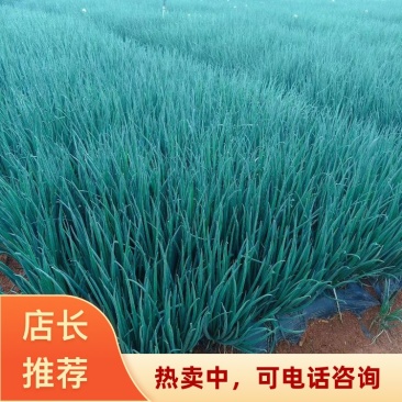 贵州本地小葱便宜不贵四季小葱可全国发货欢迎来电