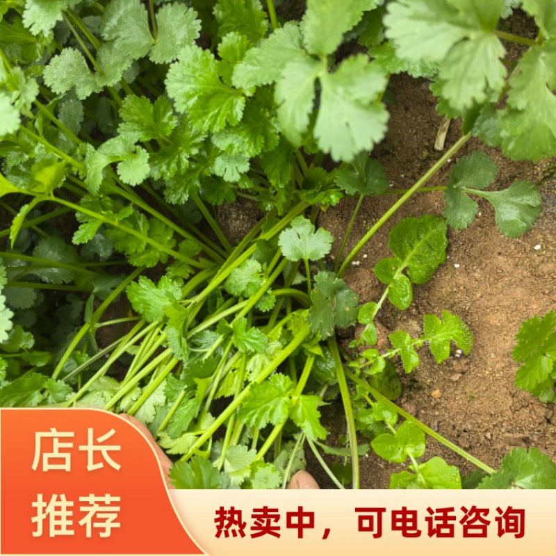 贵州安顺新鲜供应香菜可视频看货品质有保障量大从优