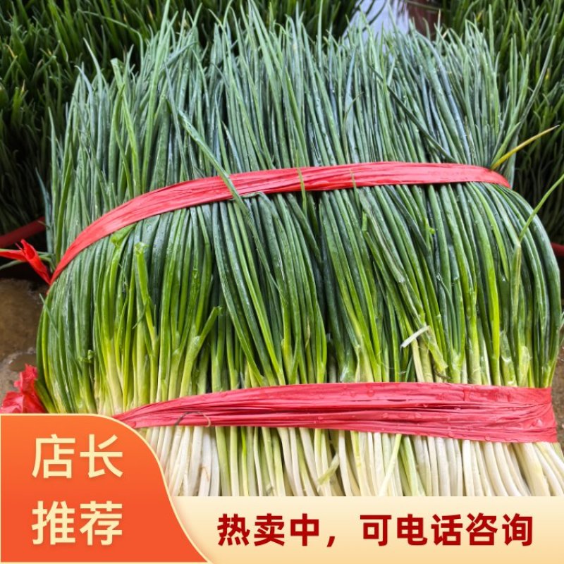 贵州本地小葱四季小葱新鲜上市可全国发货欢迎来电
