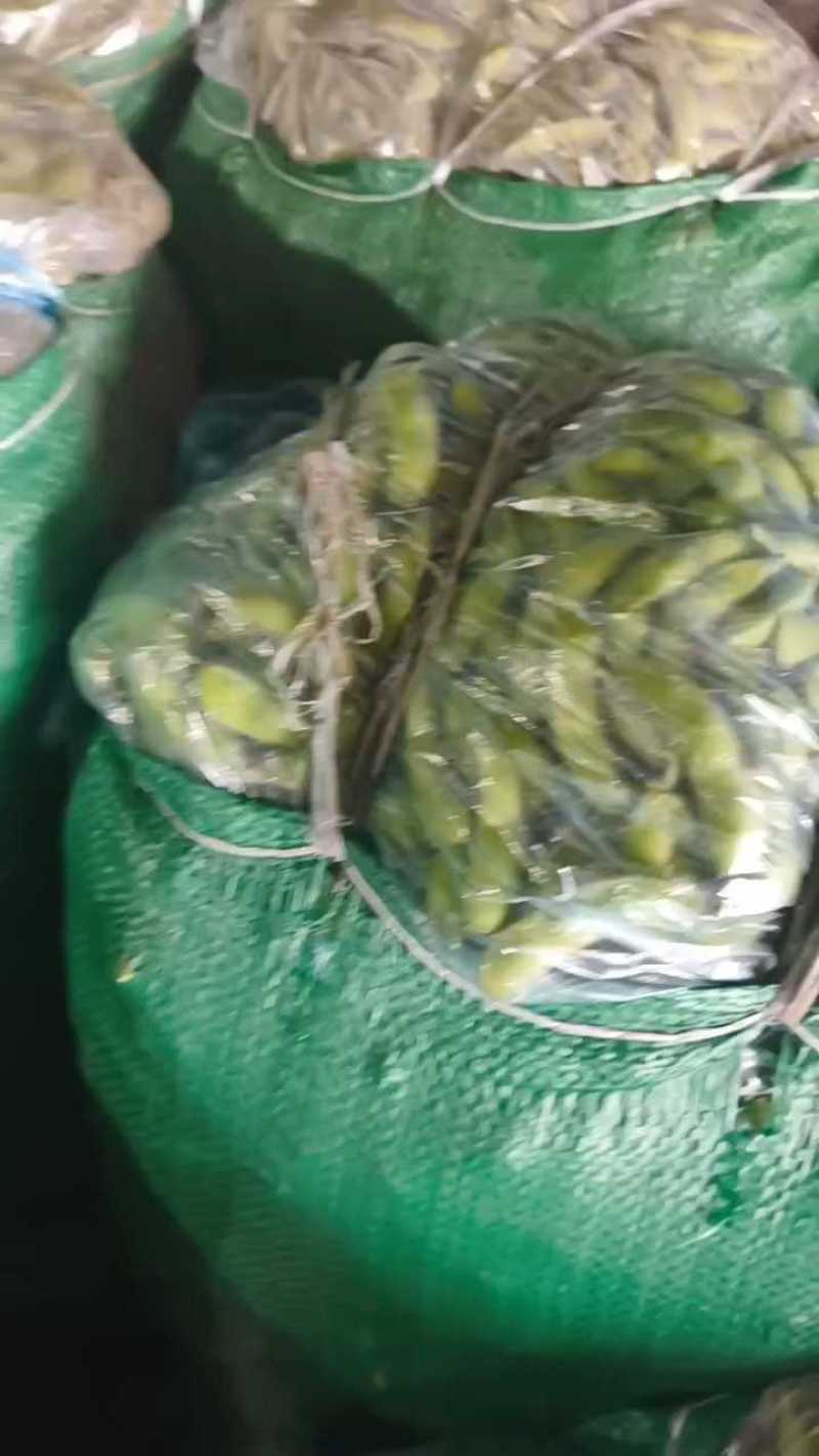 精品毛豆新鲜现摘毛豆青豆荚颗粒饱满农家自种产地直
