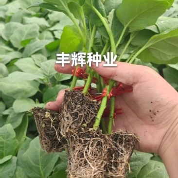 紫把长茄嫁接苗绿把长茄烧烤茄绿冠线茄大量现苗供应包技术