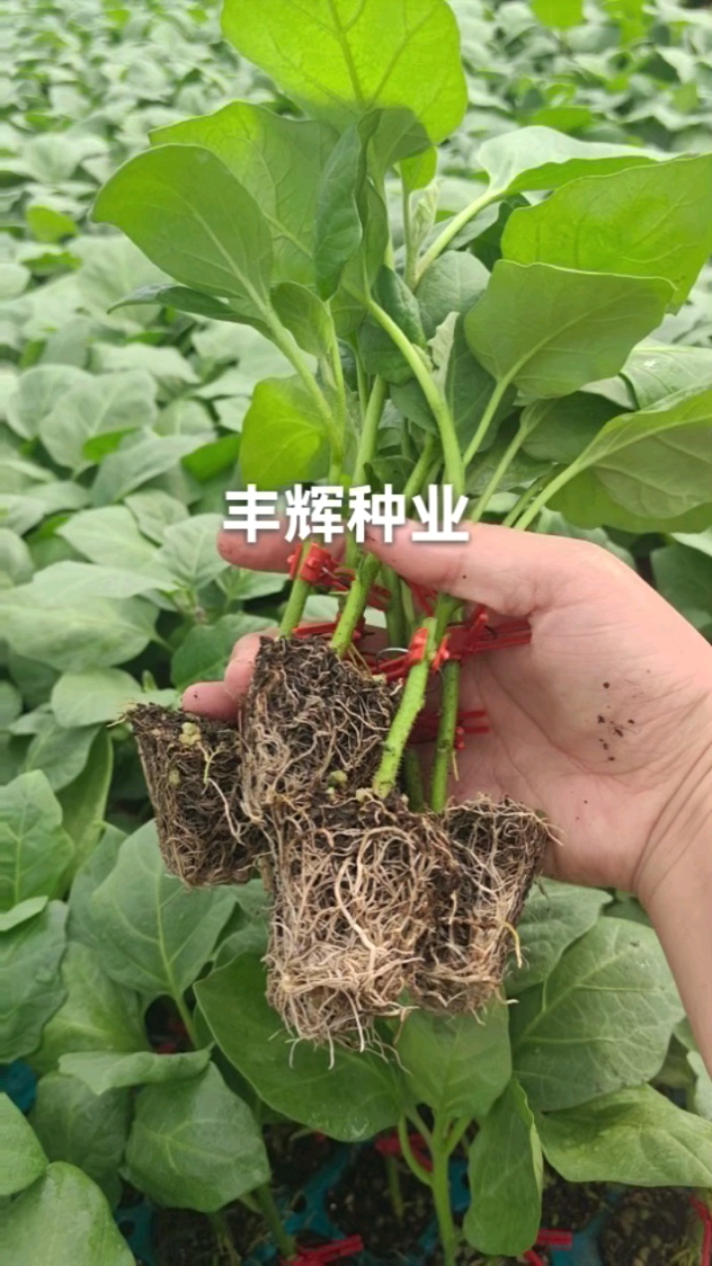 紫把长茄嫁接苗绿把长茄烧烤茄绿冠线茄大量现苗供应包技术