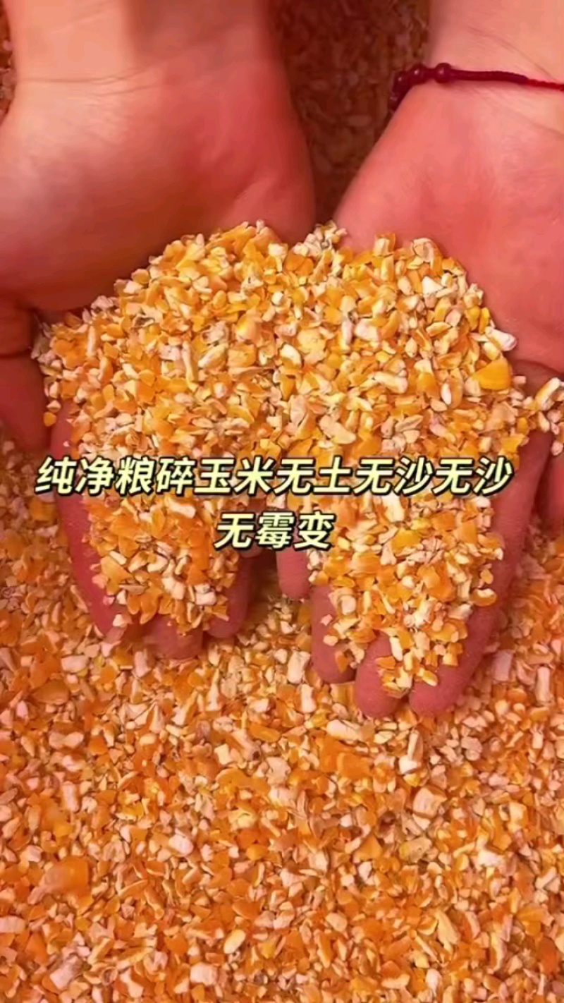 碎玉米饲料原料厂家批发，量大从优欢迎新老客户咨询要货