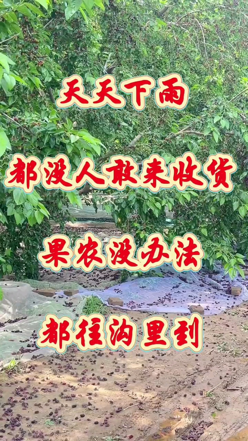 黑桑葚，现货，通货，榨汁，药食双用，日产量几十吨。欢迎各