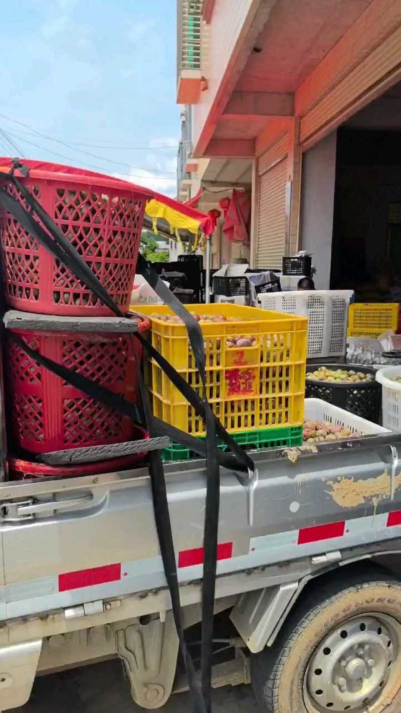 【三华李鲜果】正宗红心三华李当季三华李红心李整箱包邮