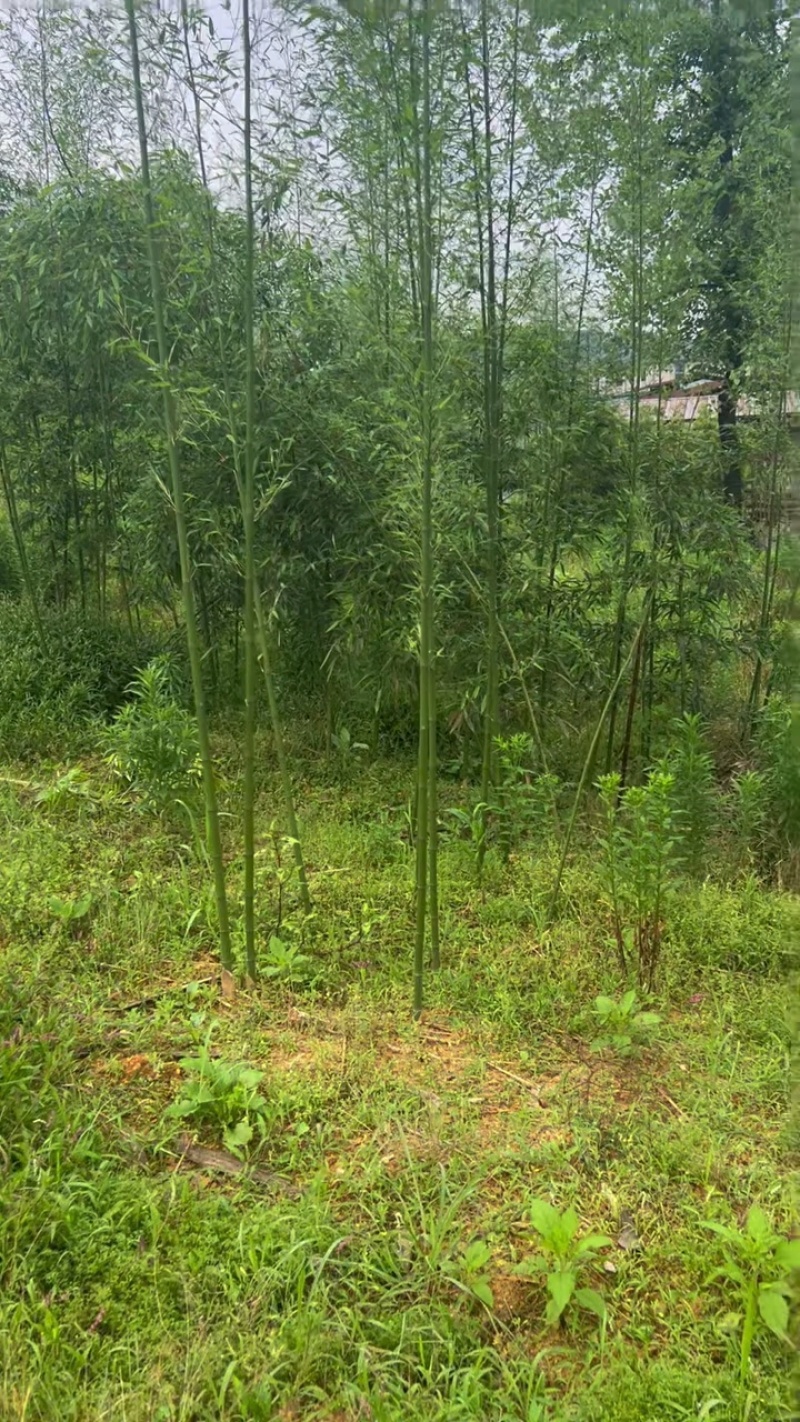 正宗雷竹，多规格现货供应。