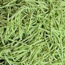 城固县精品白不老四季豆条直，无虫眼，直发商超。全国发货