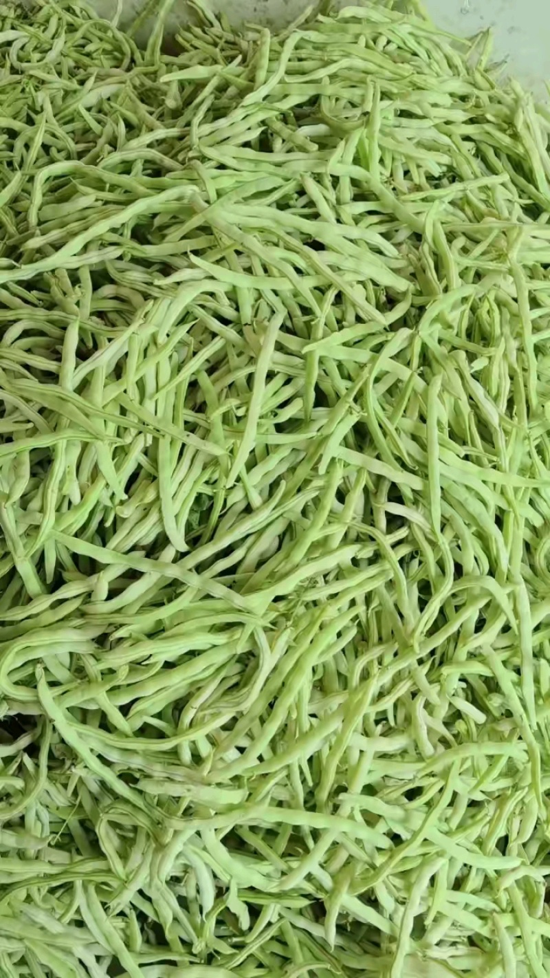 城固县精品白不老四季豆条直，无虫眼，直发商超。全国发货