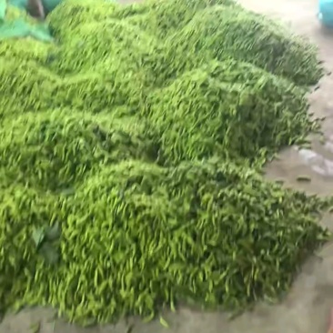 精品毛豆安徽芜湖区批发价质优价廉发货迅速欢迎采购