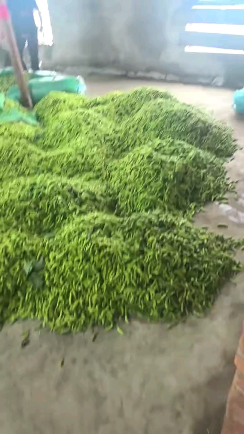 精品毛豆安徽芜湖区批发价质优价廉发货迅速欢迎采购