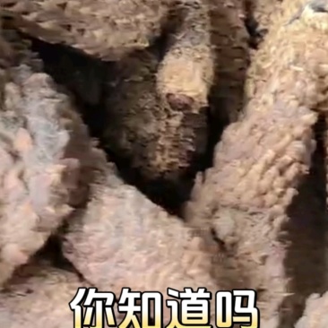 肉苁蓉，原条、新疆和田，量大价优