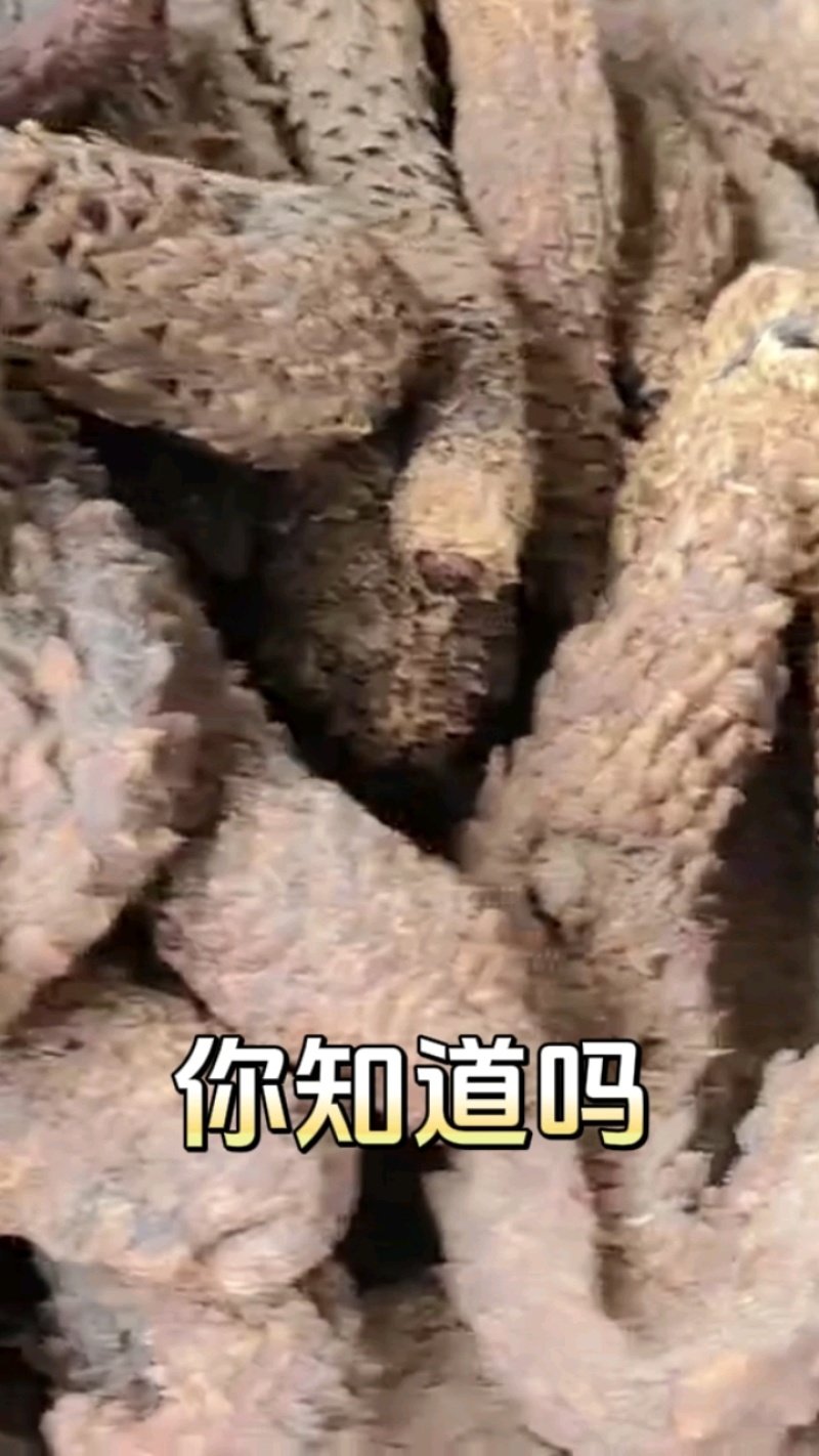 肉苁蓉，原条、新疆和田，量大价优
