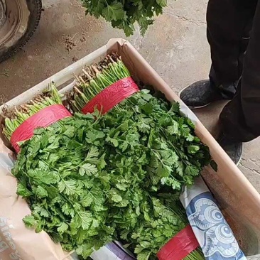 河北香菜泡沫箱，打捆质量品质手工都很到位备有大型冷库