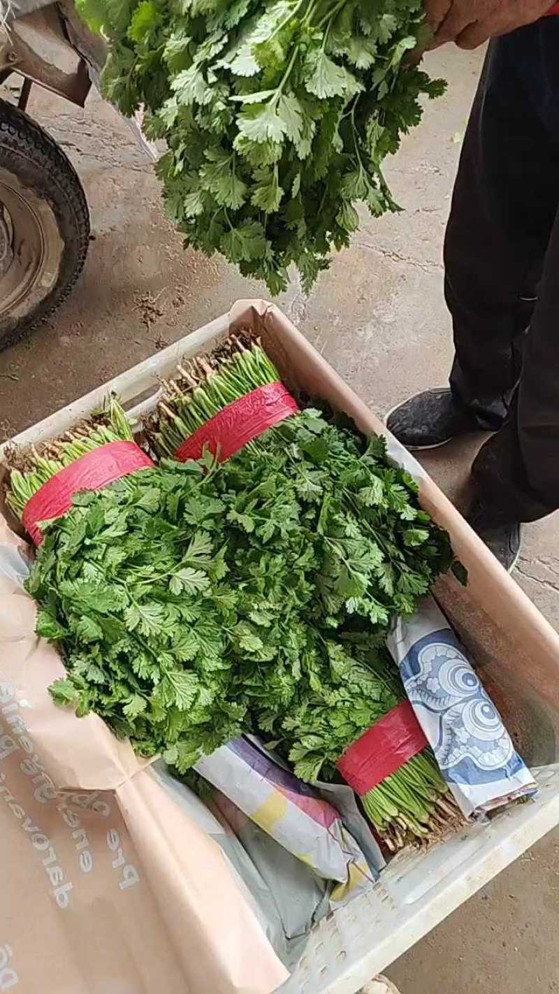 河北香菜泡沫箱，打捆质量品质手工都很到位备有大型冷库