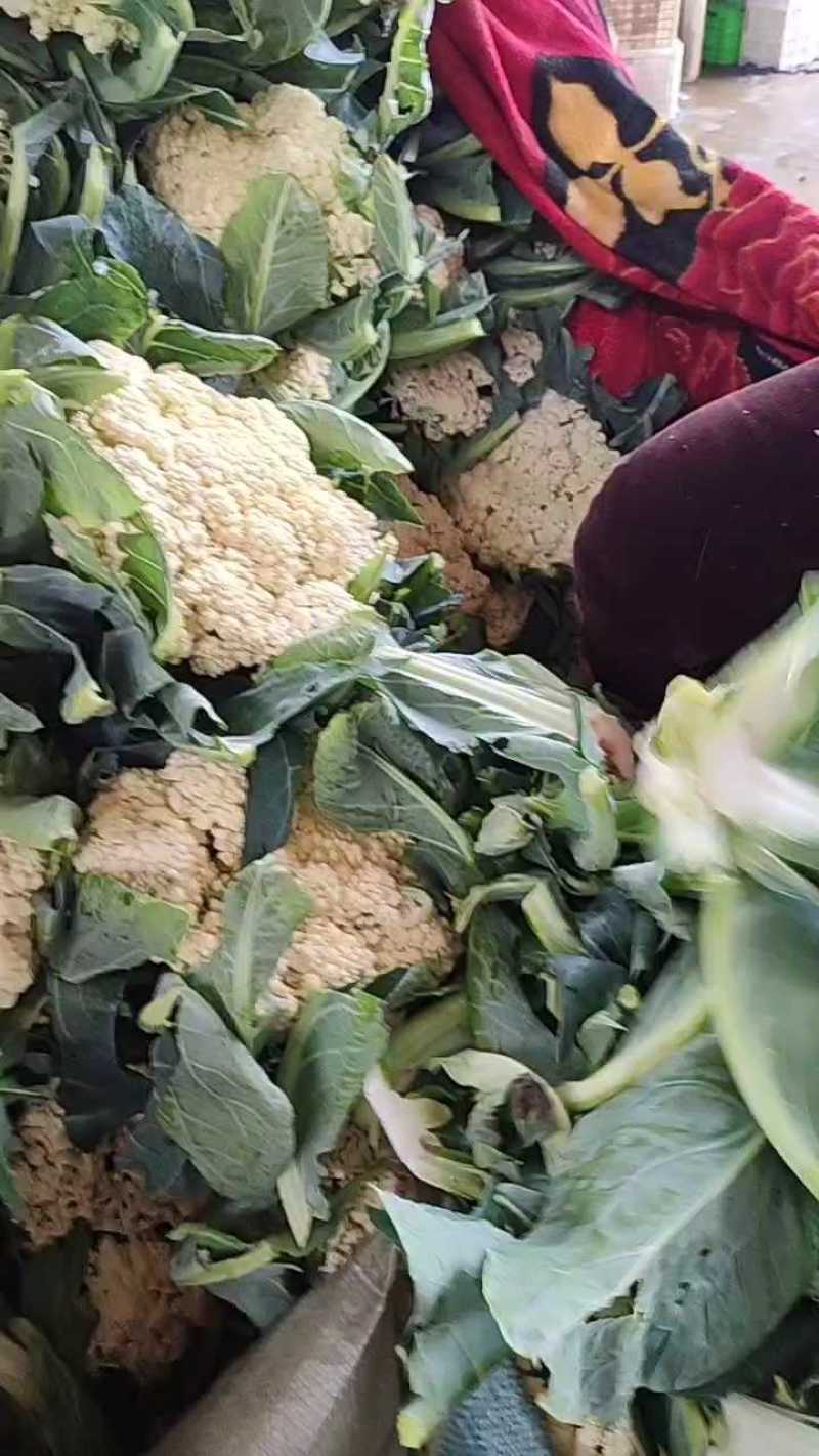 邯郸菜花货源充足一年四级有货有大棚有冷库工人包装