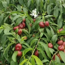 河北广宗县明月油蟠桃，油蟠桃大量供货基地直发，可供5月底