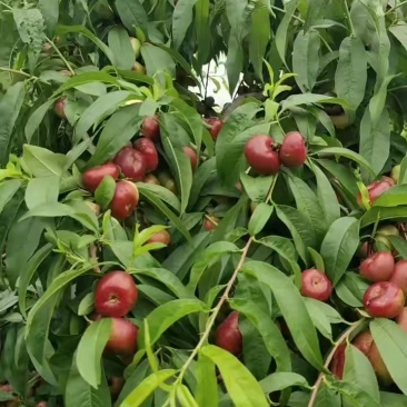 河北广宗县明月油蟠桃，油蟠桃大量供货基地直发，可供5月底