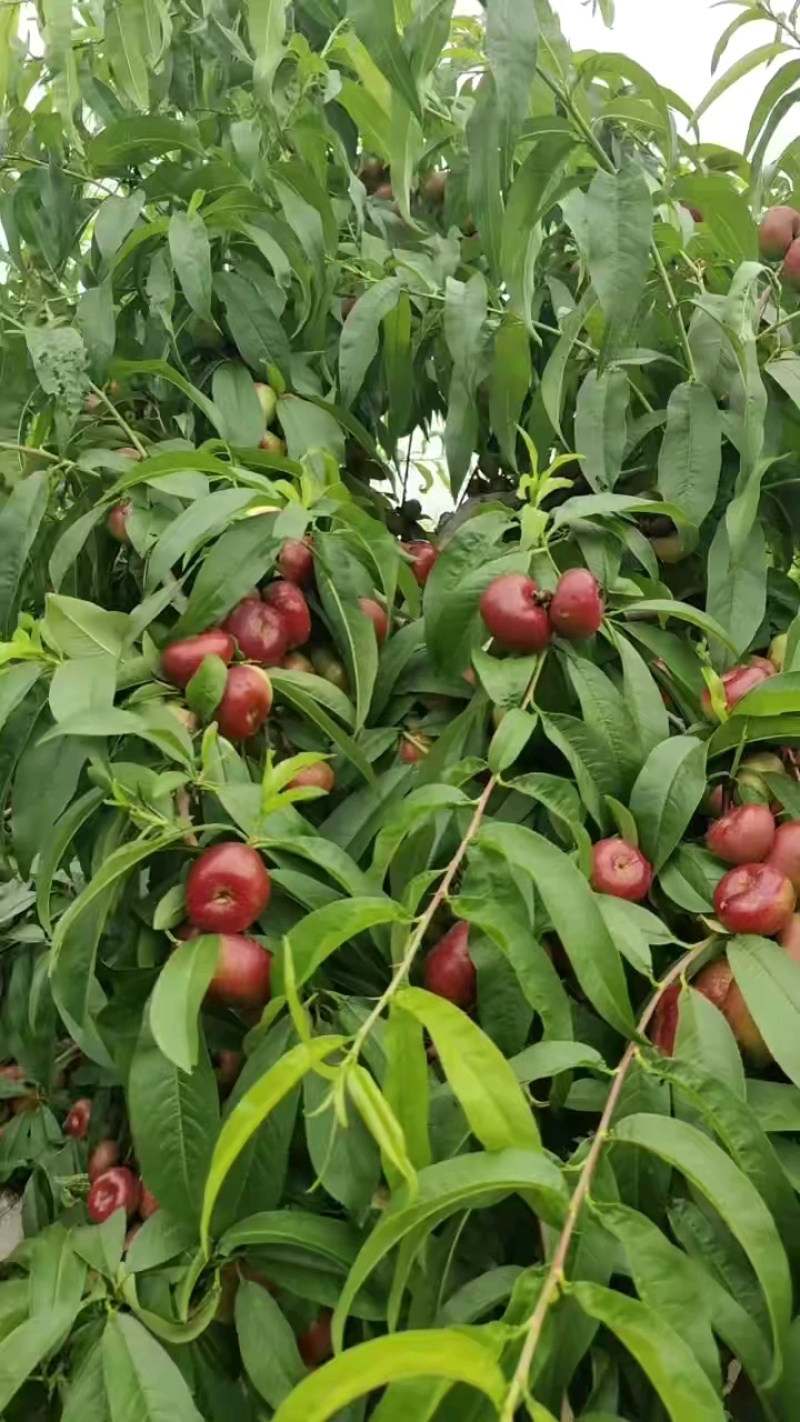 河北广宗县明月油蟠桃，油蟠桃大量供货基地直发，可供5月底